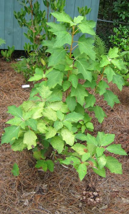 Oakleaf Hydrangea